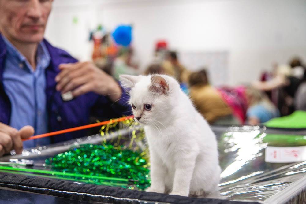 Выставка кошек: правила, подготовка и участие