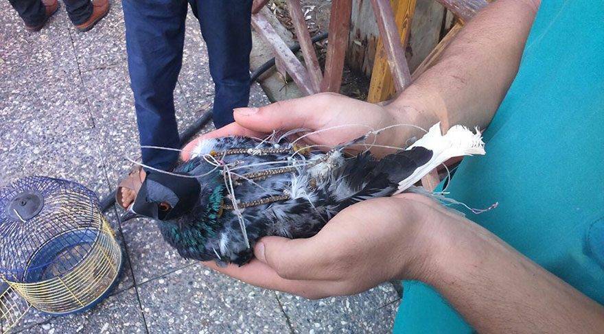 Как поймать голубя — обзор всех способов поимки
