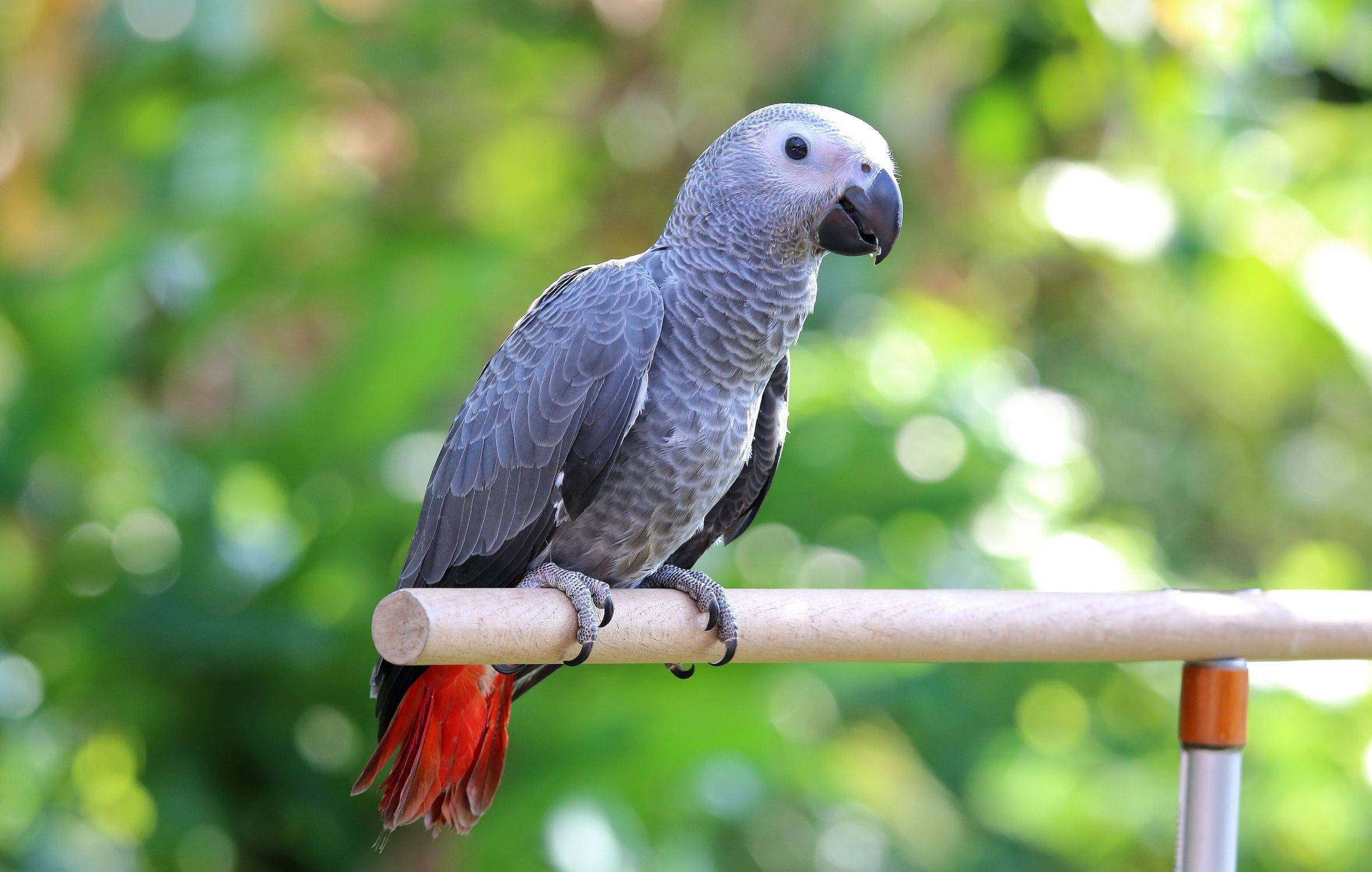 Продолжительность жизни попугаев какаду | сколько живут какаду