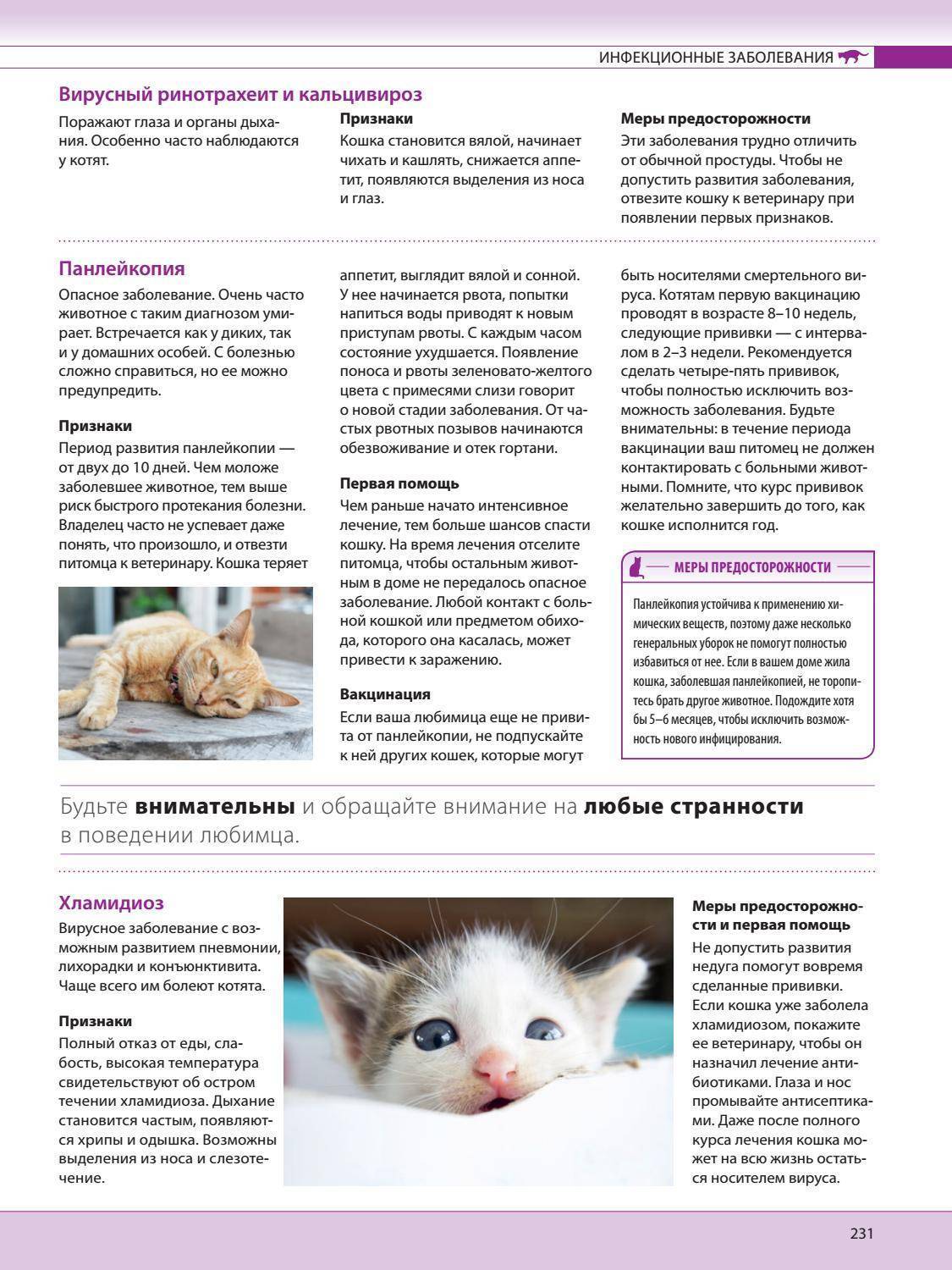 Микоплазмоз у кошки симптомы и лечение