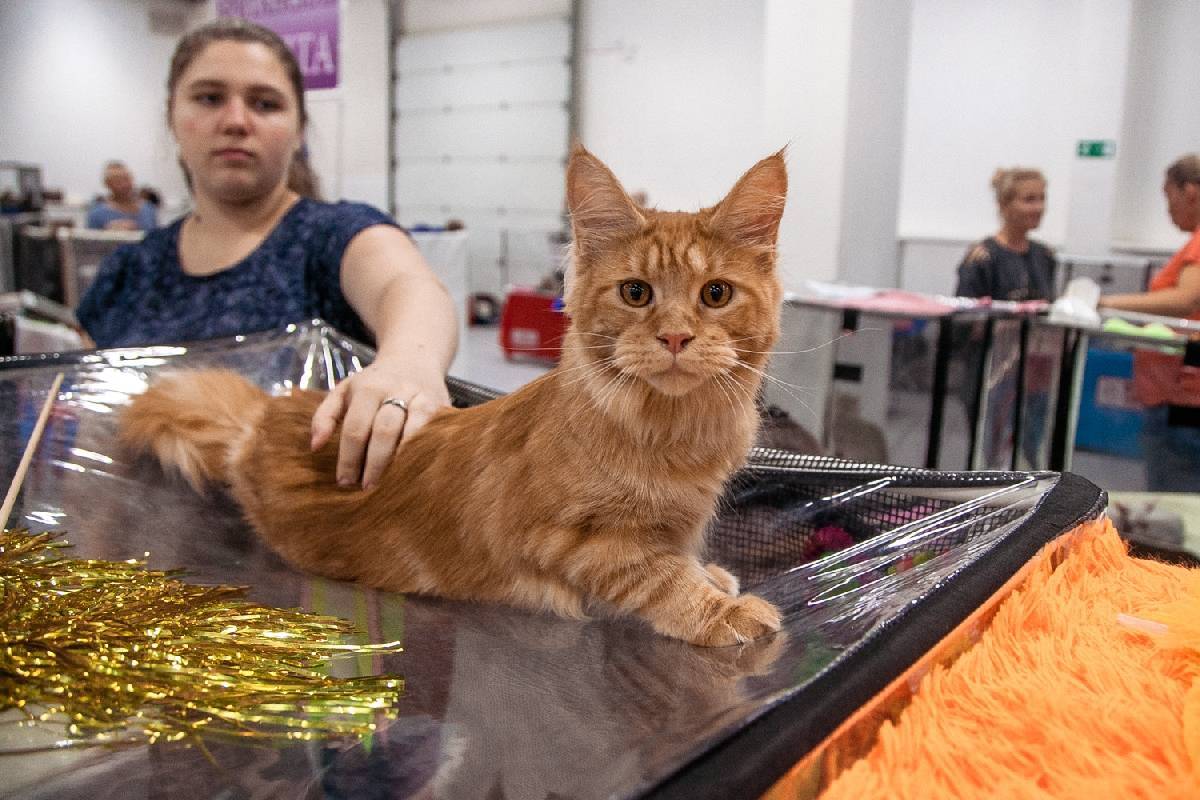 Выставка кошек: виды, правила, подготовка животного и участие