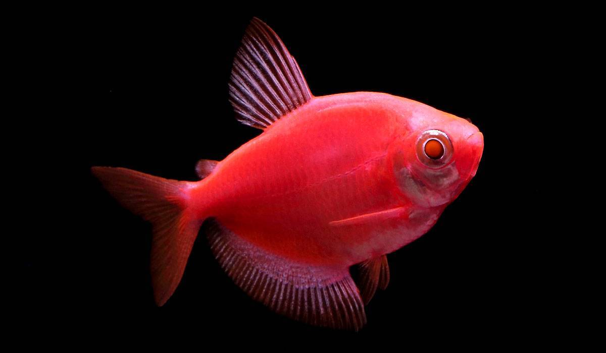 Светящиеся (флуоресцентные) аквариумные рыбки глофиш
светящиеся (флуоресцентные) аквариумные рыбки глофиш