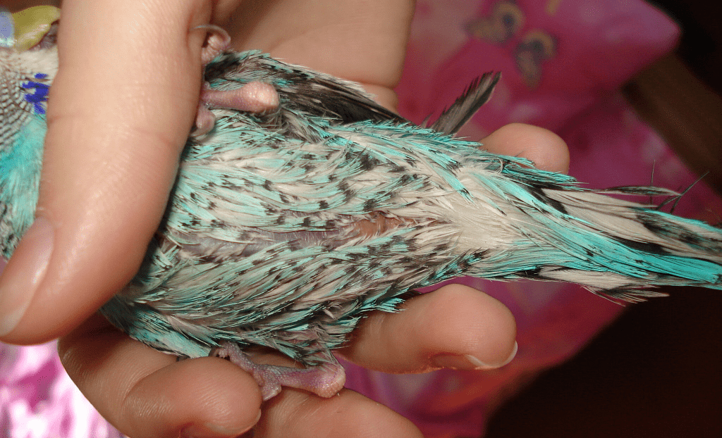 Лечение пухопероеда у попугаев. заражение птицы паразитом