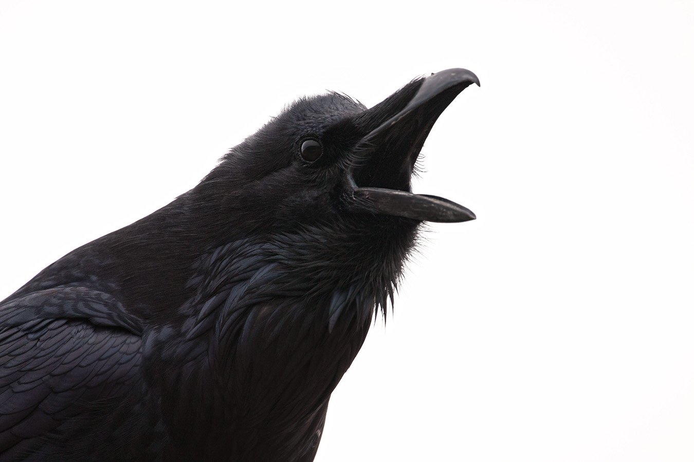 Что обычно едят вороны: содержание и кормление в домашних условиях