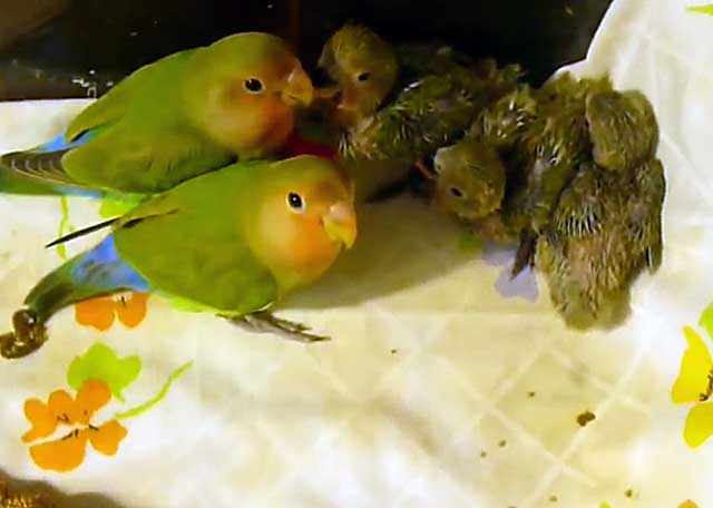 Размножение попугаев неразлучников