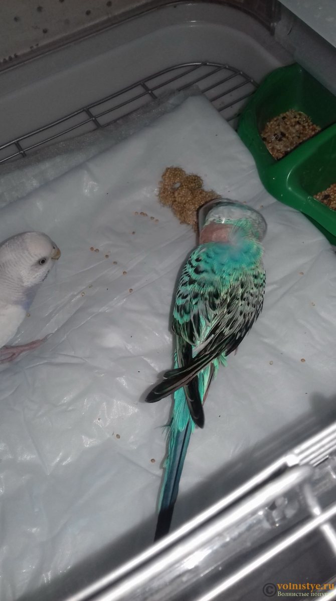 Умер попугай: причины гибели, как пережить смерть питомца и где его похоронить