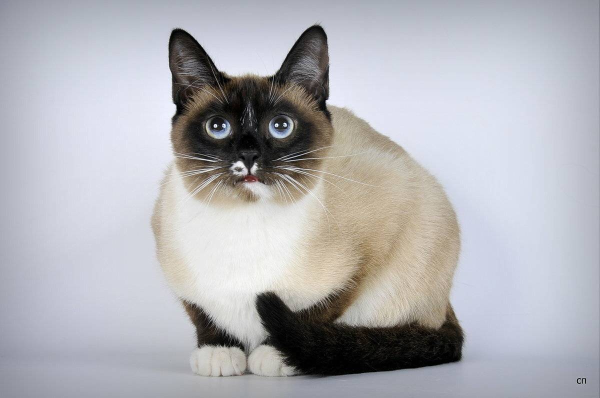 Сноу шу: описание снежной кошки, внешность, фото и характер
