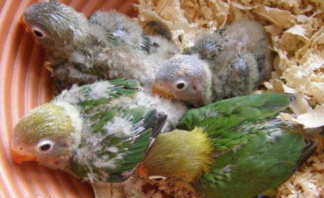 Птенцы неразлучников: как выглядят и растут, чем кормить, как ухаживать