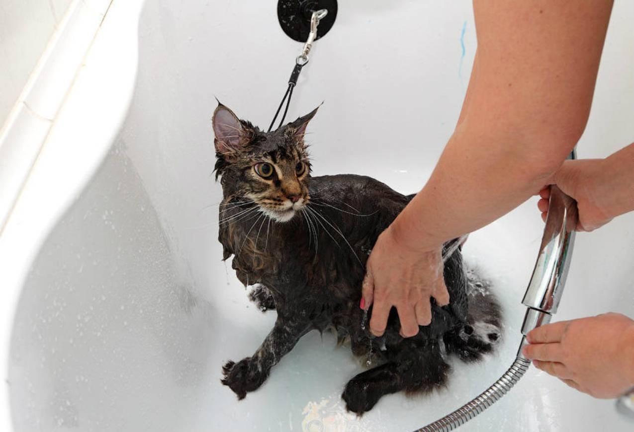 Как помыть кота (кошку, котенка) правильно в домашних условиях. как помыть кота: инструкция для заботливых хозяев