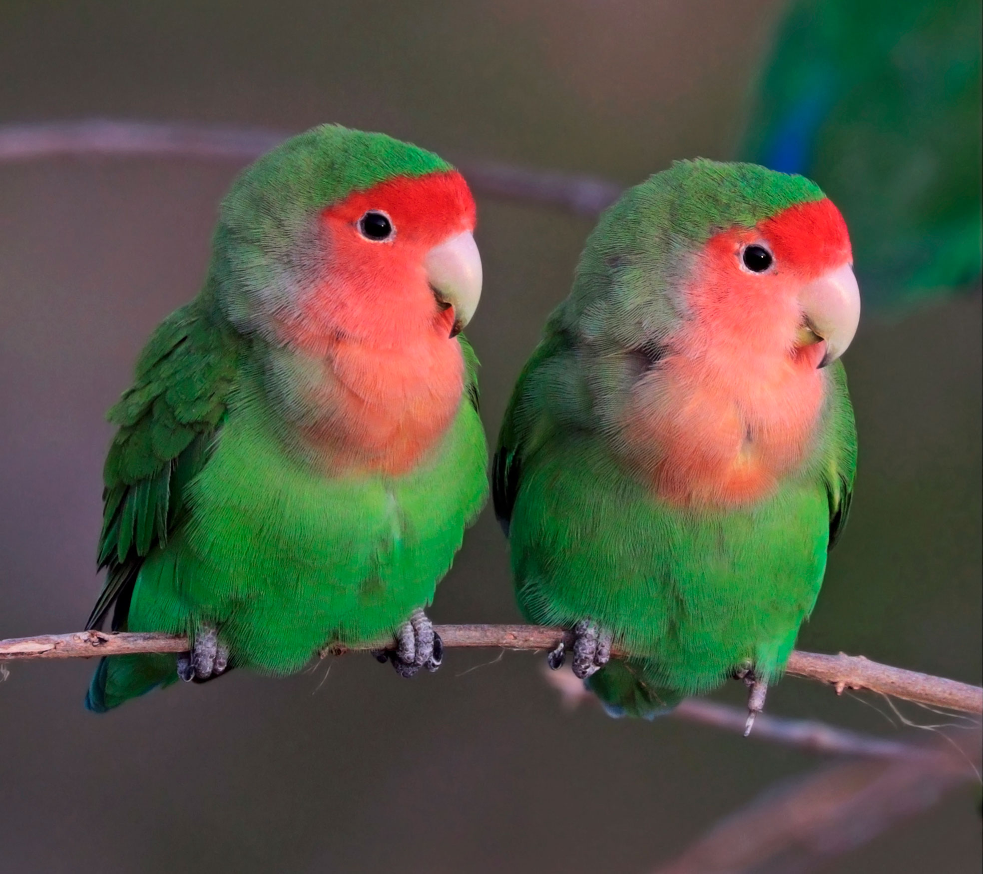 Сколько живут попугаи неразлучники в домашних условиях