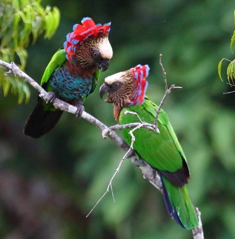 Самые красивые попугаи - подборка фото