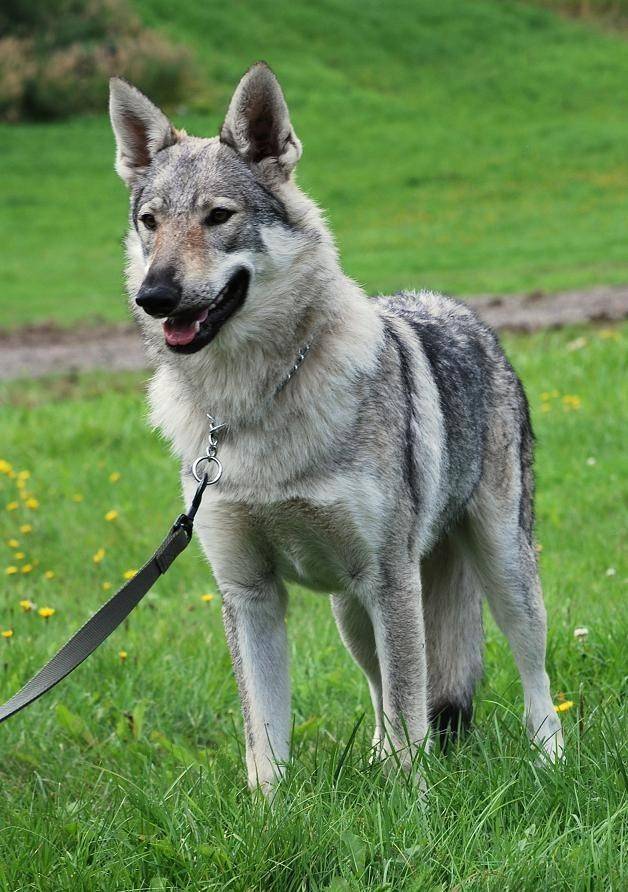 Чехословацкий влчак: фото, описание породы, характера, ухода