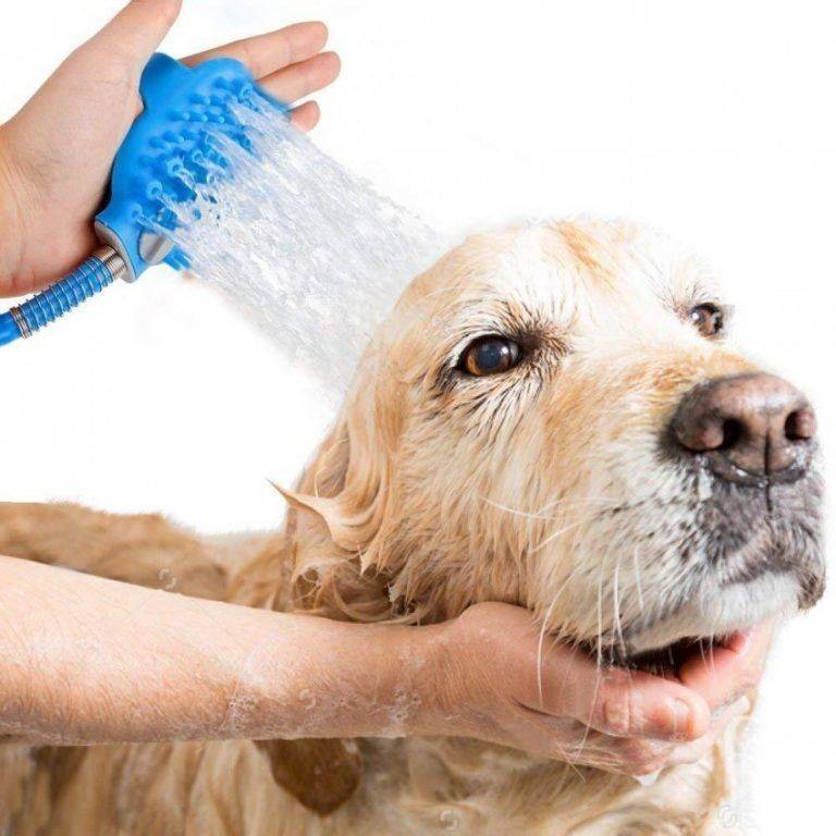 Как часто мыть собаку мелких и крупных пород: частота купания питомца летом и зимой, советы как не навредить