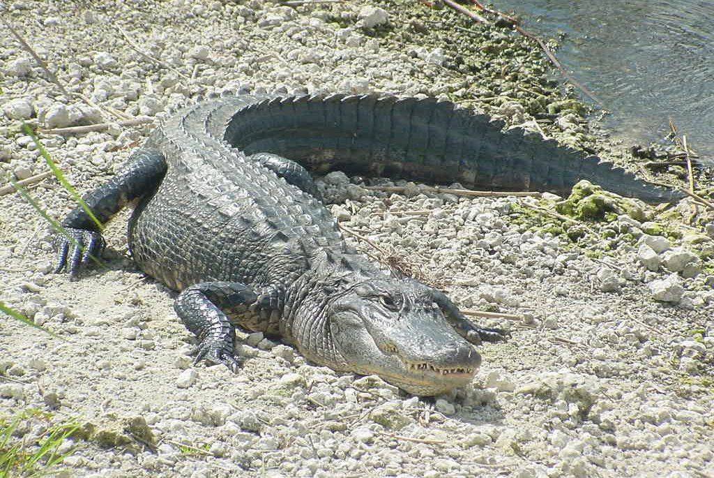 Самый большой крокодил аллигатор в мире: размер в метрах, вес, название, место обитания