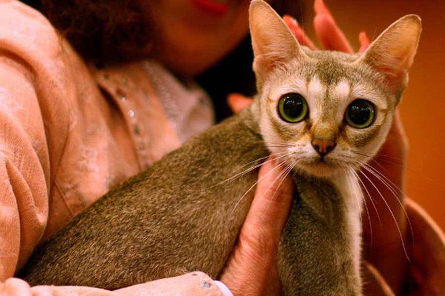 Самая маленькая кошка в мире: названия пород, их фото