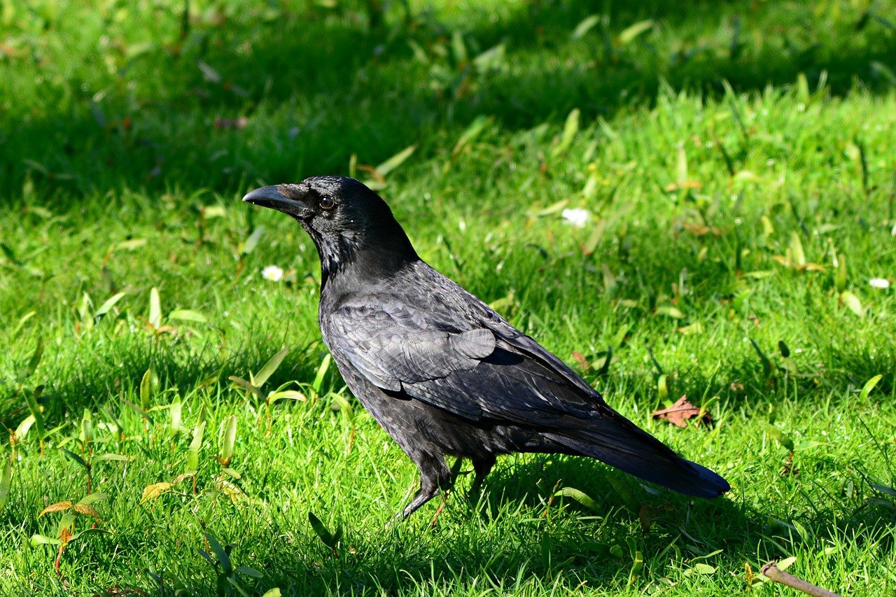 Что обычно едят вороны: содержание и кормление в домашних условиях