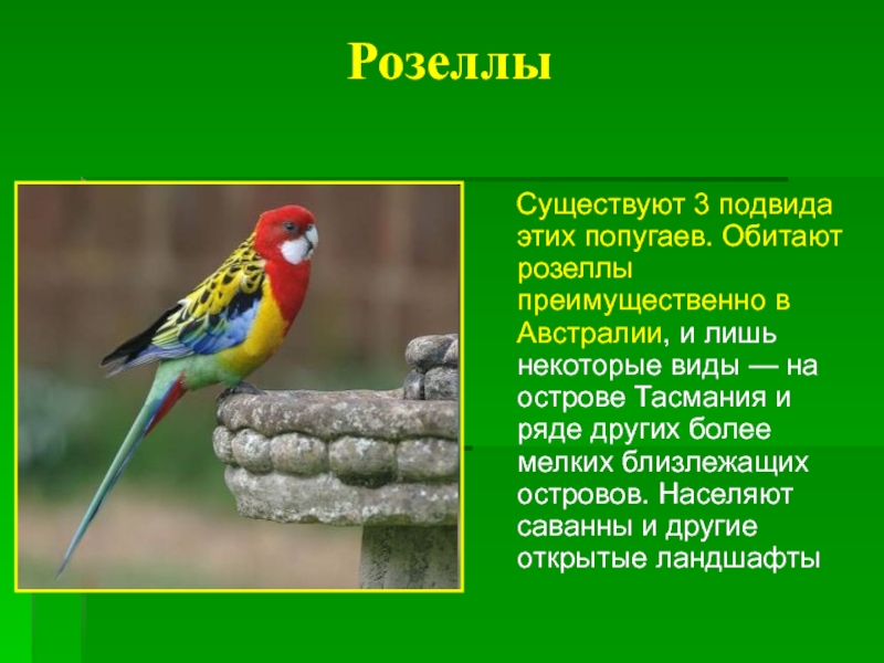 Попугаи розелла: содержание в домашних условиях, фото :: syl.ru