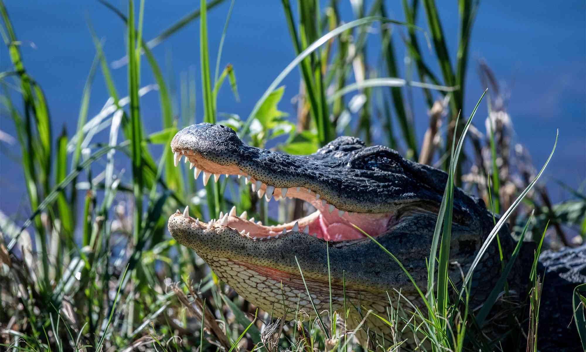 Нильский крокодил описание животного