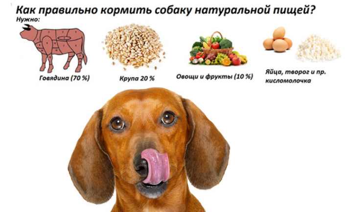Чем и как кормить щенка: примерное меню, рацион в зависимости от возраста - kotiko.ru