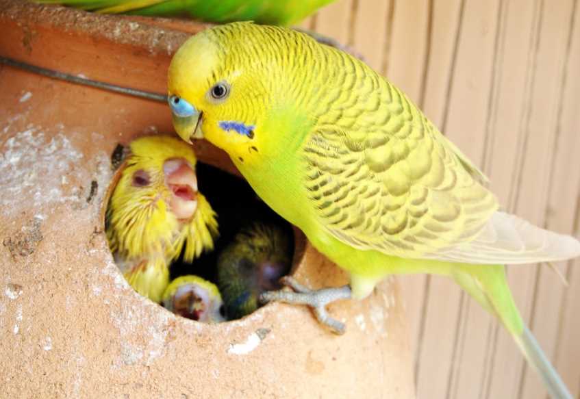 Способы определения пола волнистого попугая, отличия самца от самки