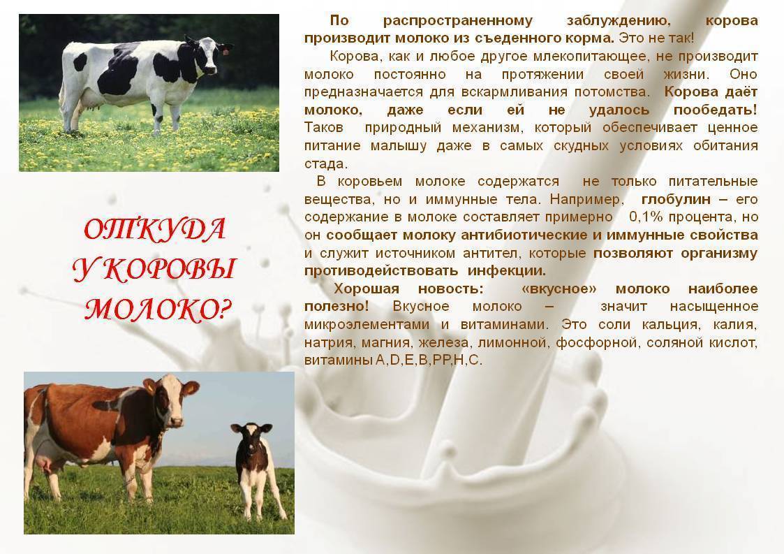 Сколько корова даёт молока за сутки в зависимости от времени года, породы и других показателей