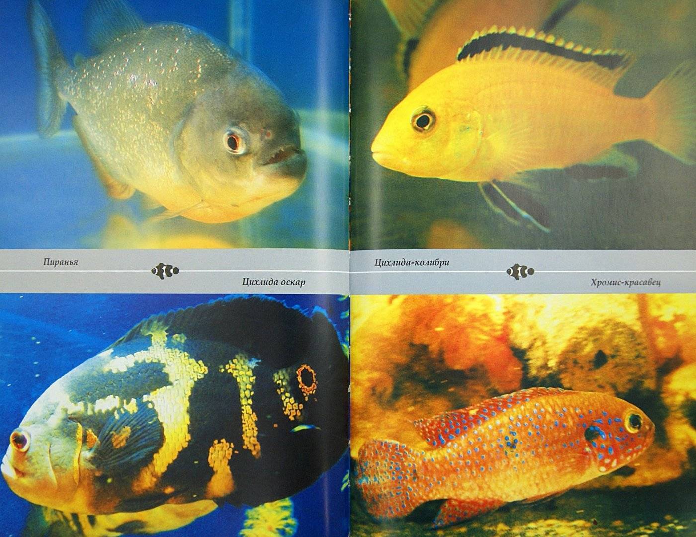 Аквариумные рыбки: названия самых популярных комнатных видов по алфавиту для аквариума, каталог, описание для новичков