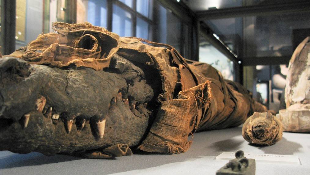 Зачем в древнем египте мумифицировали животных?