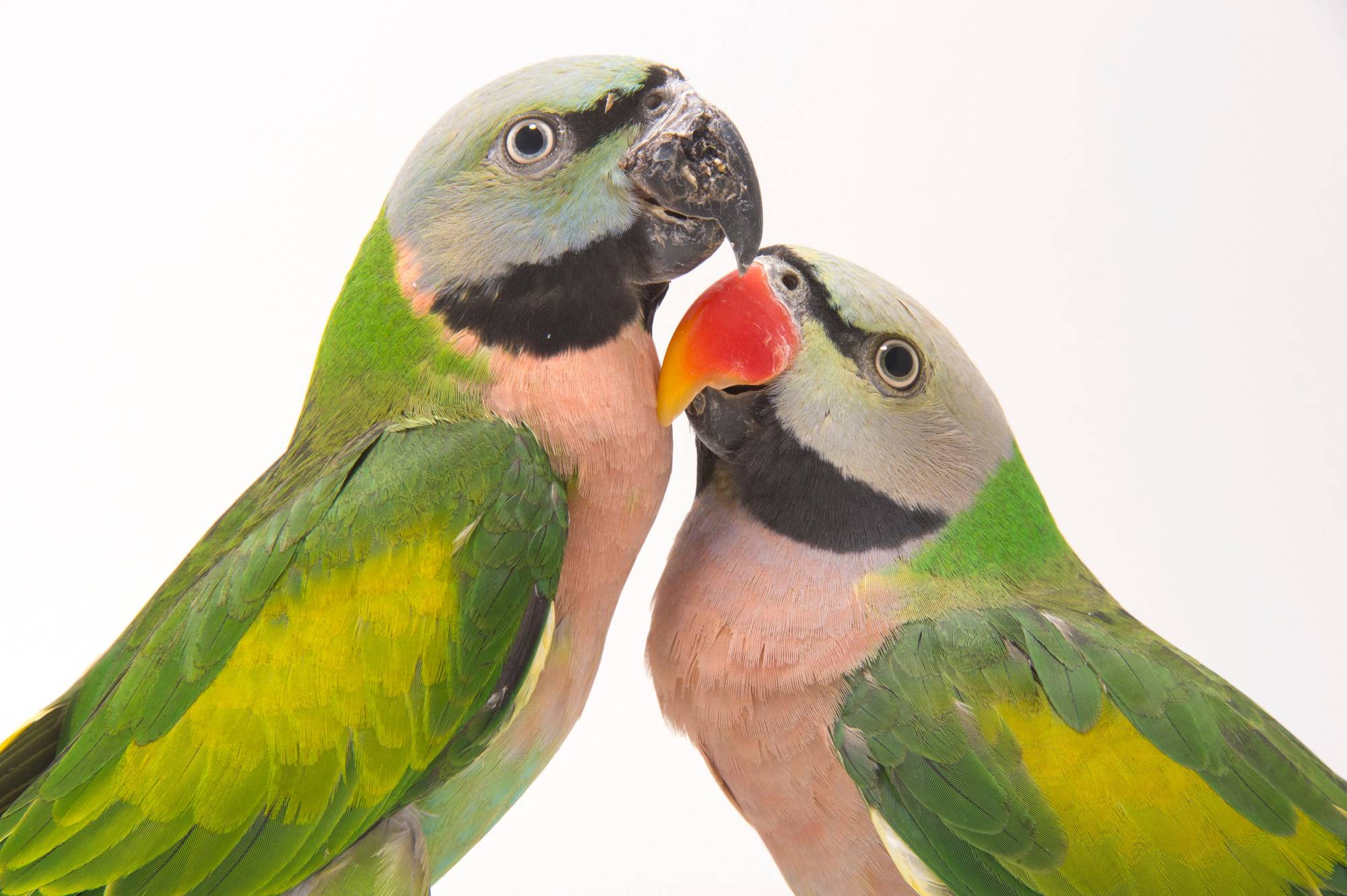 [новое исследование] ожереловый попугай: описание, уход, содержание, питание в домашних условиях, отзывы владельцев