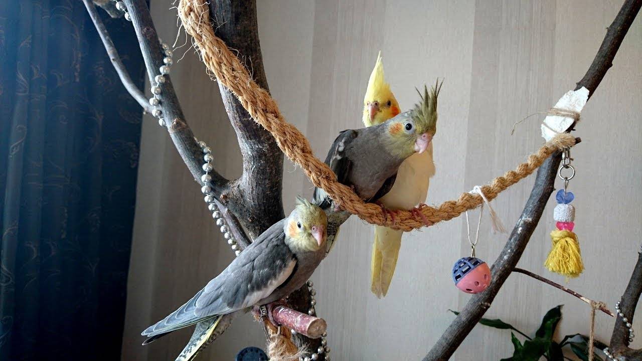 Игрушки для попугаев: какие нужны, как сделать своими руками, как поиграть