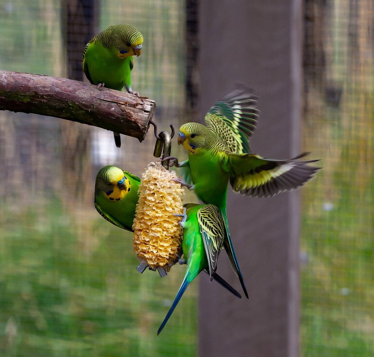 Срок жизни волнистых попугаев в домашних условиях и на воле