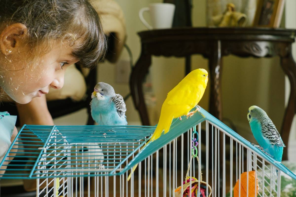 Какого попугая лучше завести и держать в домашней квартире