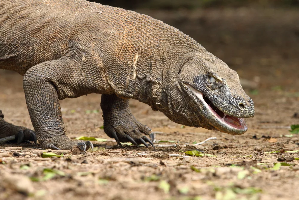 Комодский варан – самая большая ящерица в мире – удивительные факты