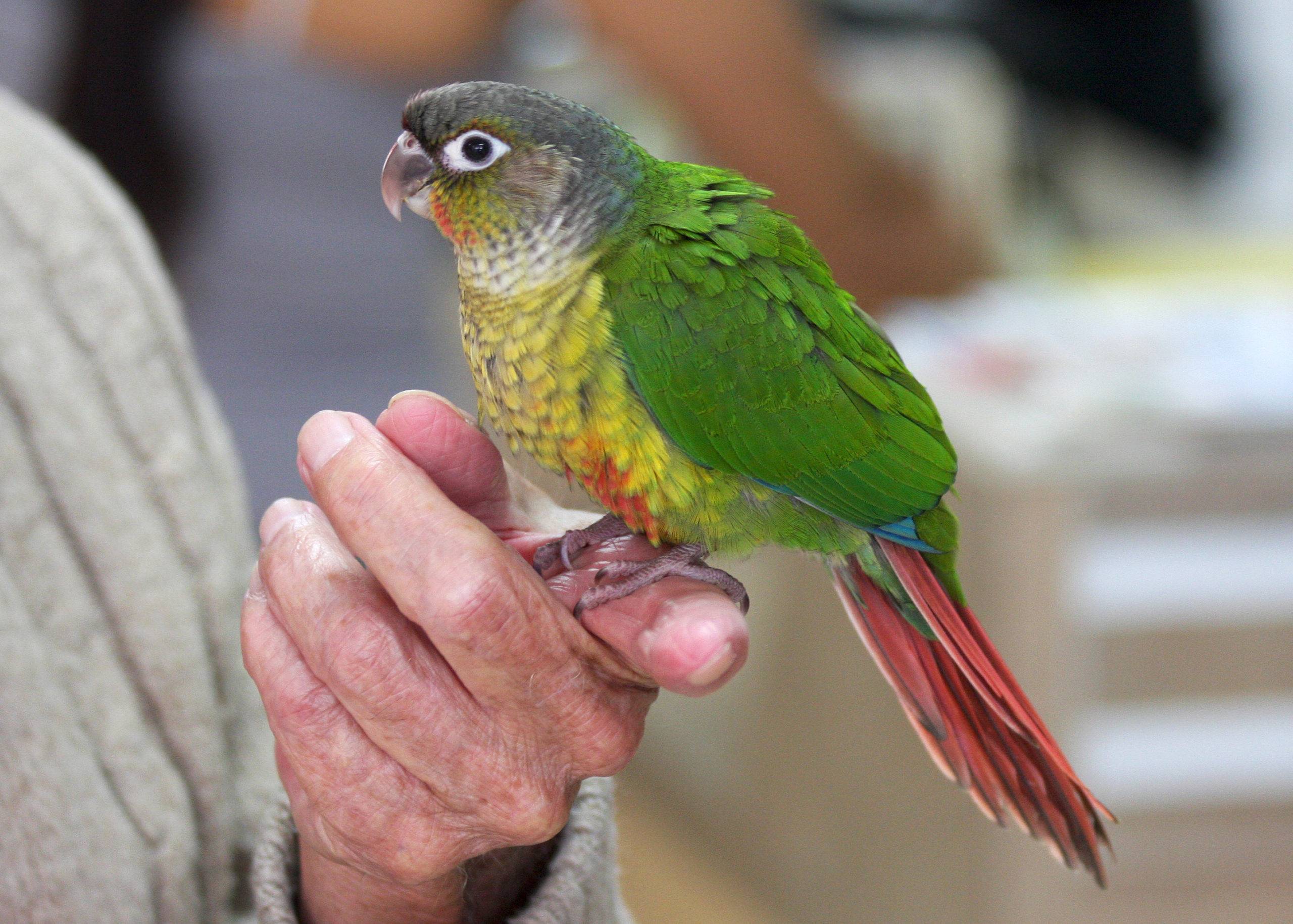 Краснохвостые попугаи : фото, описание, содержание дома wikipet.ru
