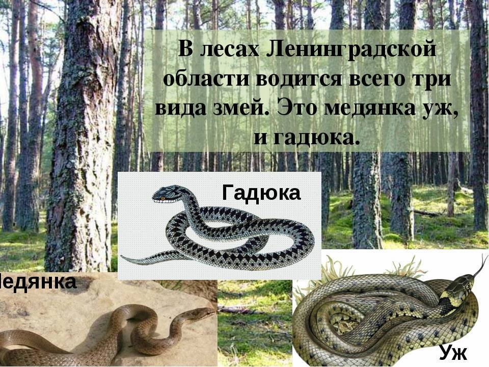 Змеи Санкт-Петербурга и Ленинградской области: ядовитые и неядовитые