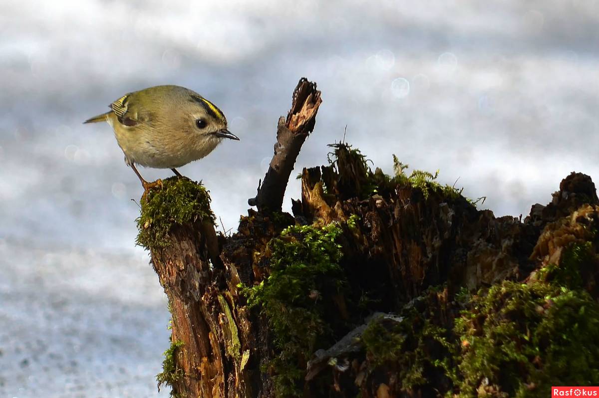 Самые маленькие птицы в мире: рейтинг самых крошечных птиц с названиями, описанием и фотографиями