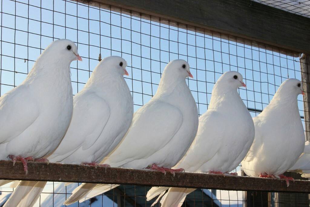 Голубь птица. образ жизни и среда обитания голубя