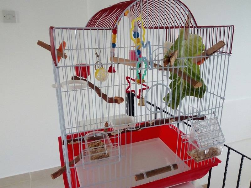 Нужно ли зеркало попугаю в клетке: все за и против
