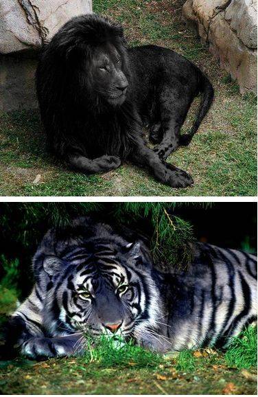 Есть ли в мире черные львы. существует ли в природе черный лев