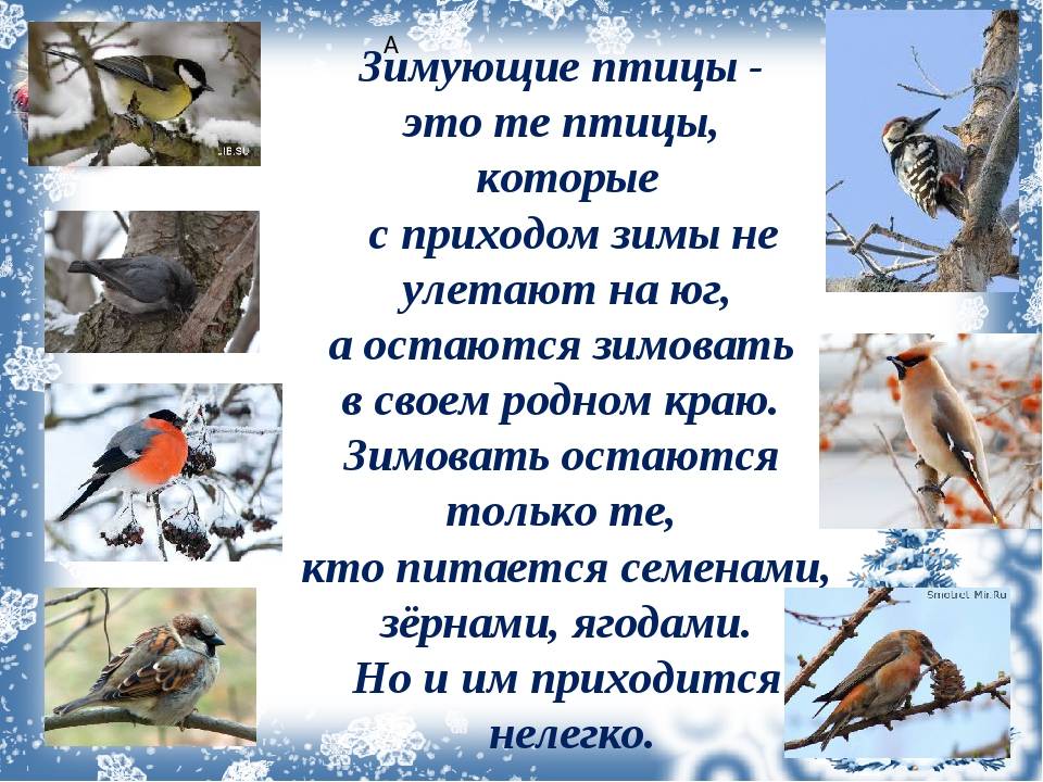 Куда летят российские птицы на зимовку?