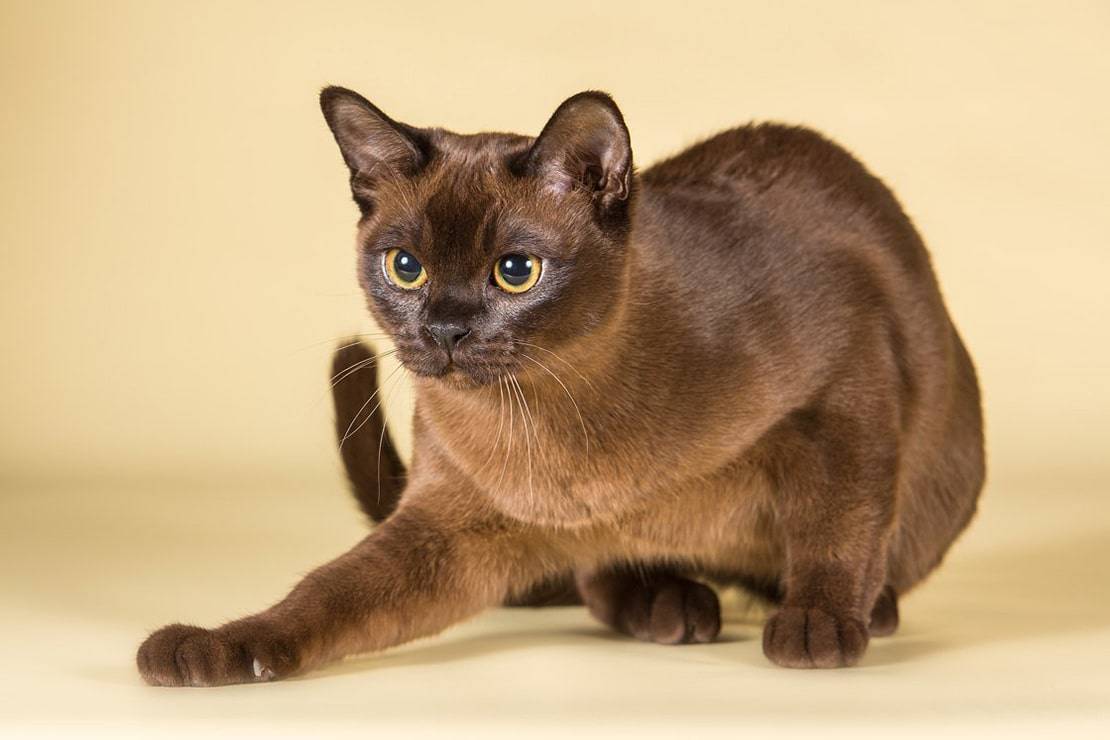 Бурманская кошка: фото, описание породы, характера и ухода