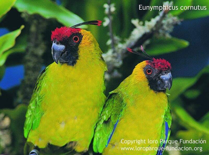 ? виды попугаев: интересные факты о разных видах попугаев