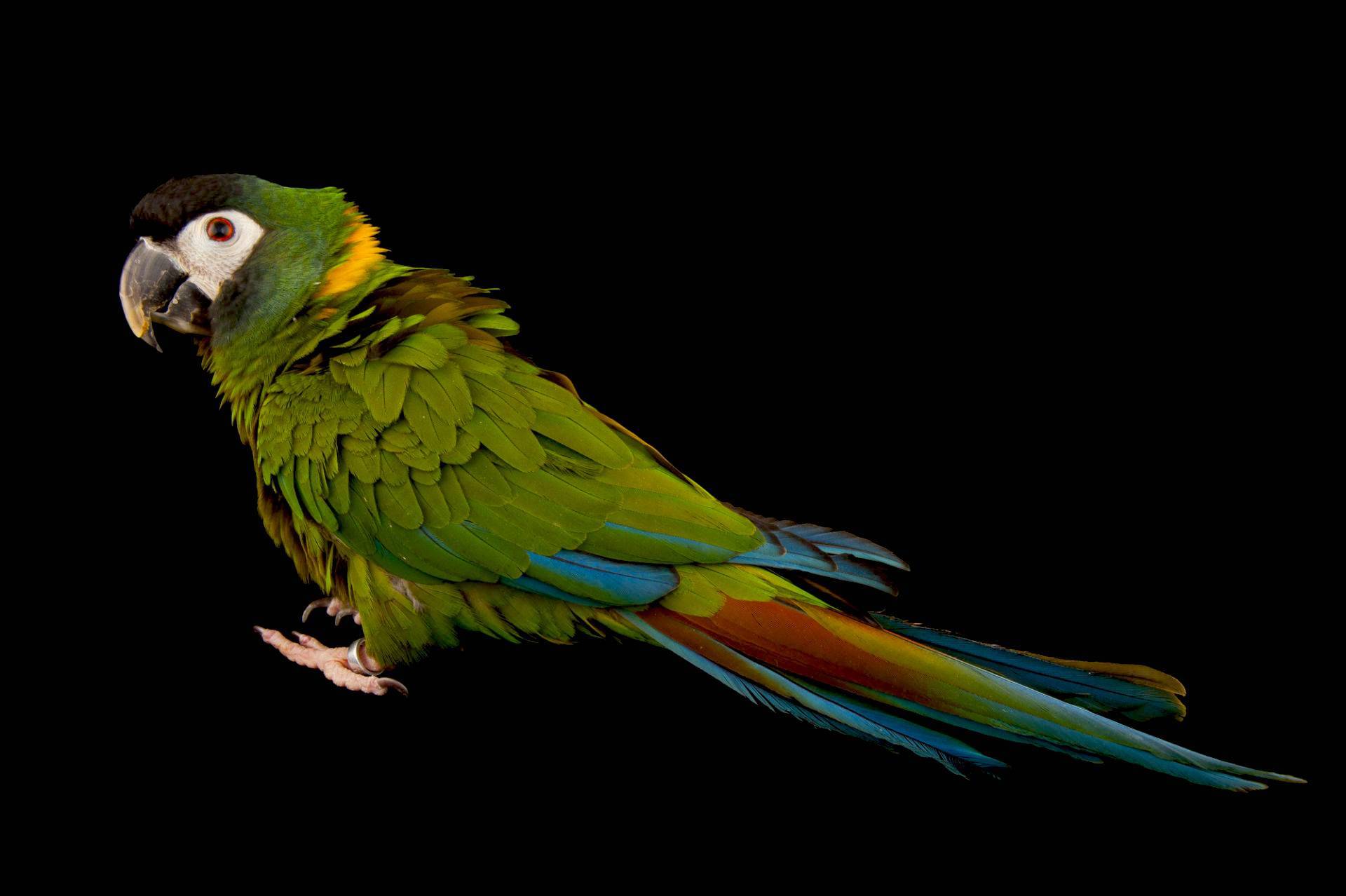 Попугай ара, род попугая ара, кто такой ара (фото и видео)