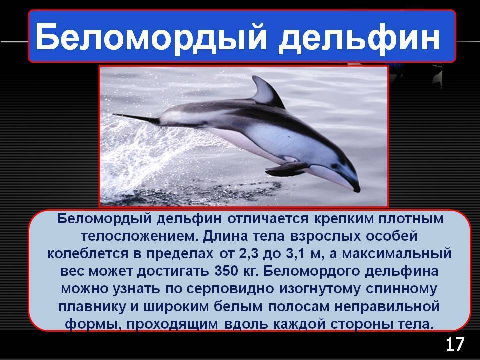Дельфины: виды, фото, описание, образ жизни, общение
