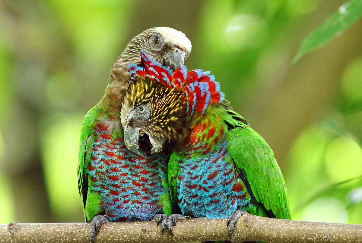 Фото веерного попугая