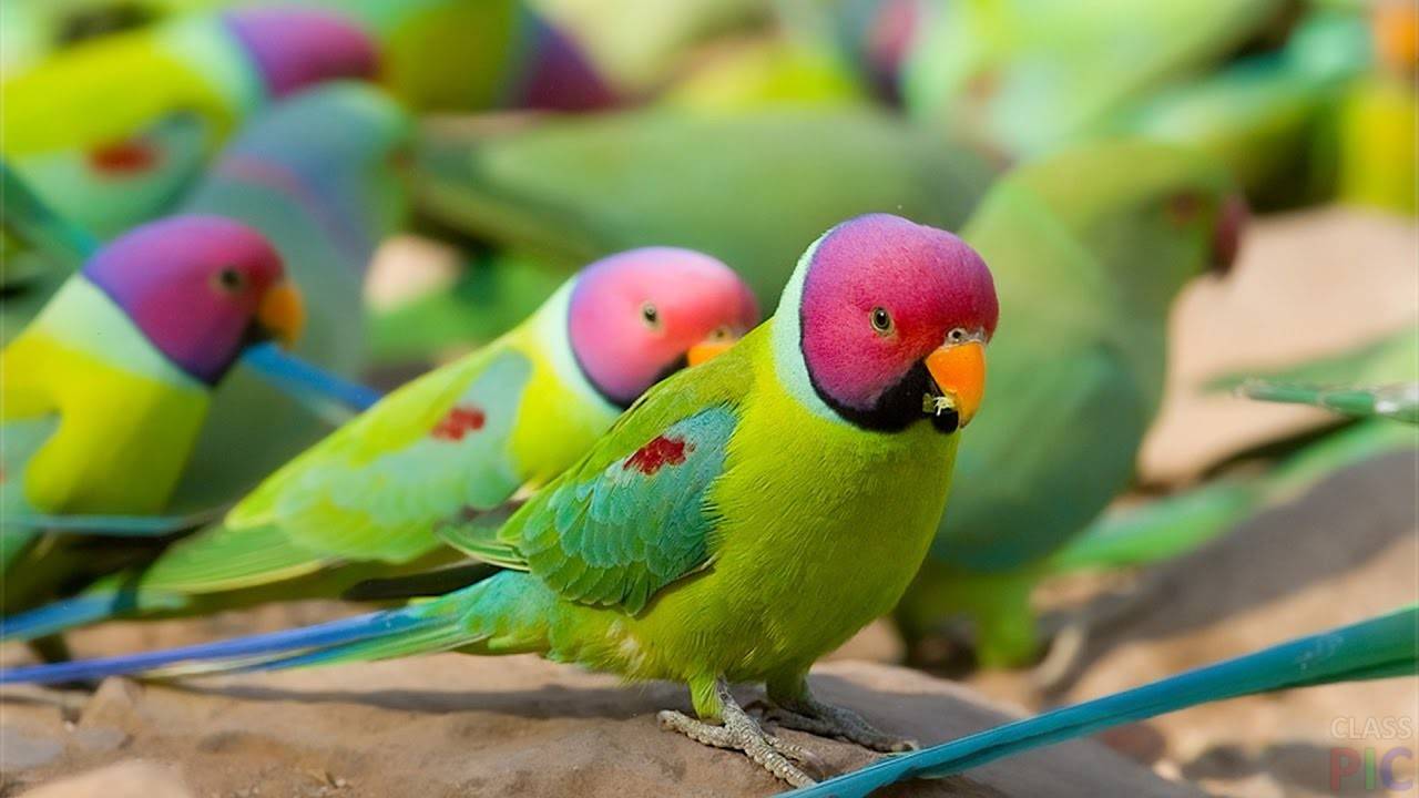 Кольчатые виды попугаев и их особенности