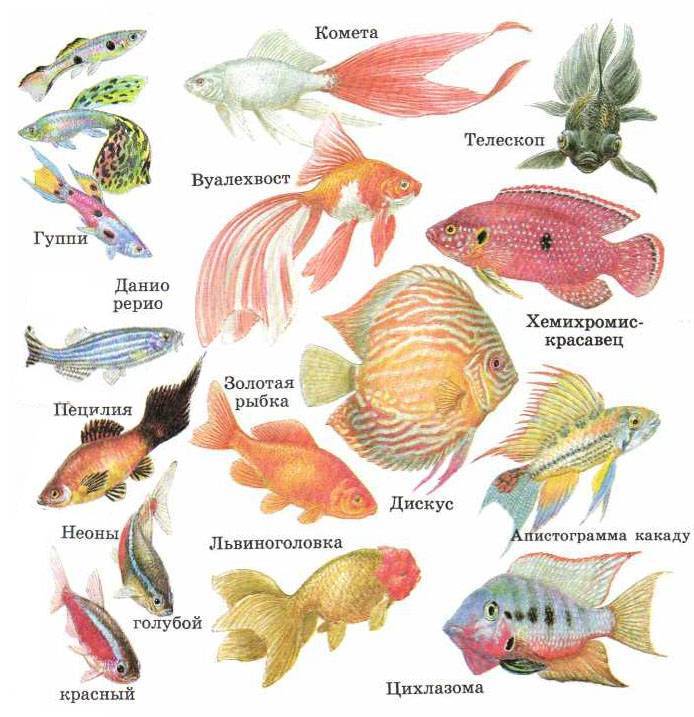 Список всех аквариумных рыбок ???? : фото, виды, список, описание и содержание - aqa.wiki