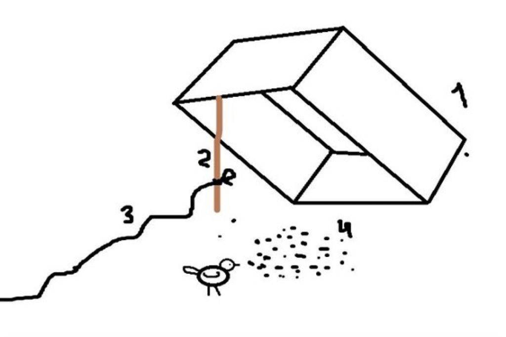 Как поймать голубя: 5 способов ловли, как сделать ловушку для птиц своими руками