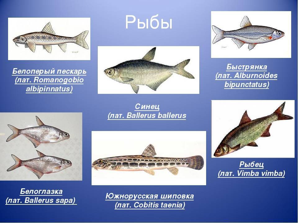 Рыба калуга амурская: описание осетровой породы, особенности питания и места обитания