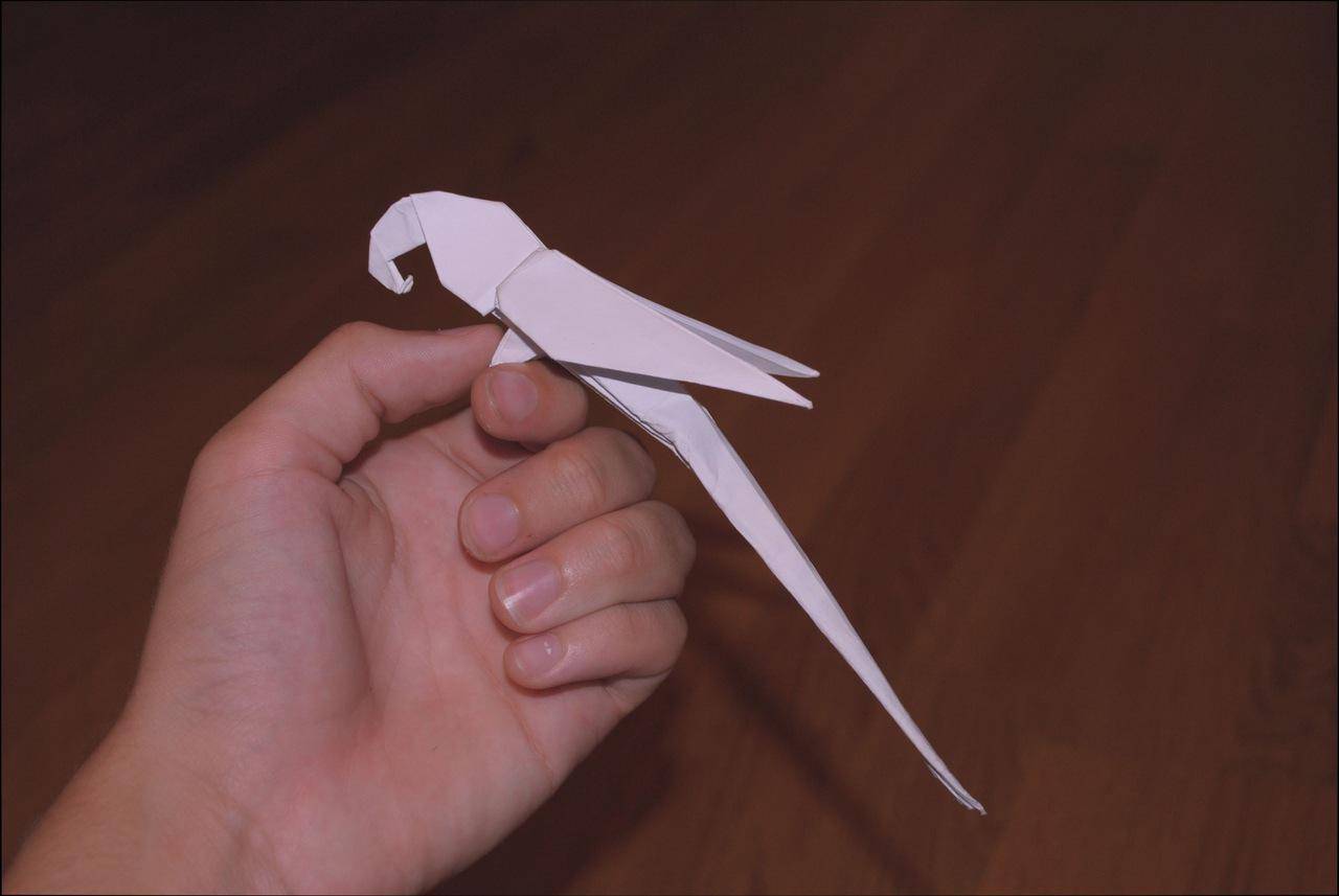 Оригами попугай из бумаги для начинающих поэтапно: самые легкие схемы с подробным описанием