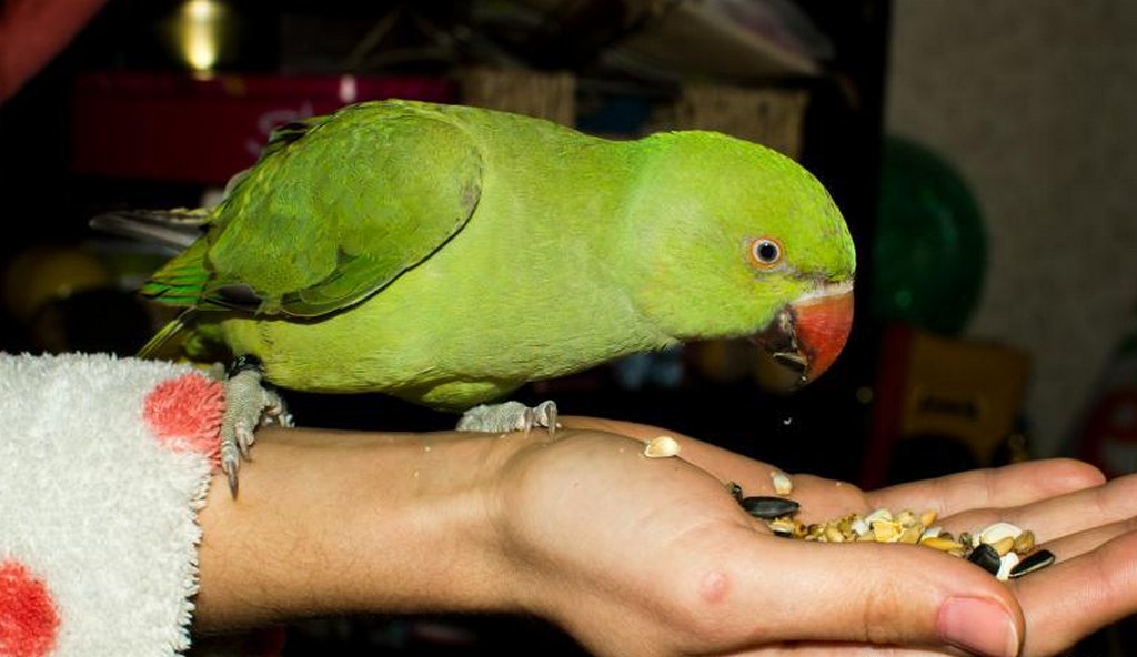 Сколько живут ожереловые попугаи в домашних условиях